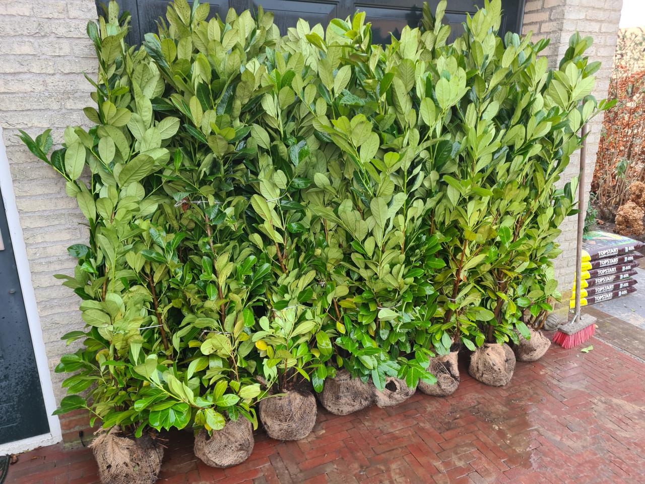 Prunus Rotundifolia - laurier haagplanten tot 200 cm