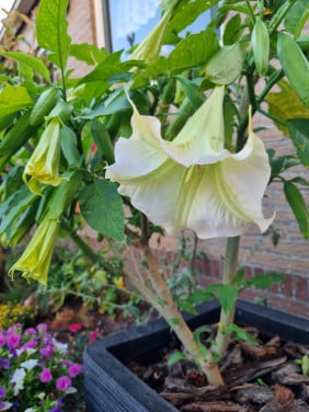 Brugmansia