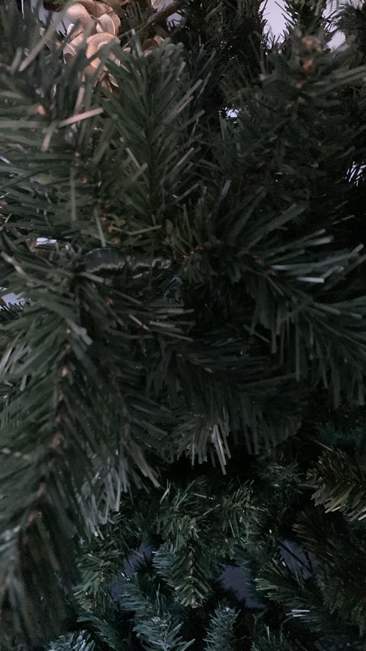 Kerstboom 2.40 m hoog