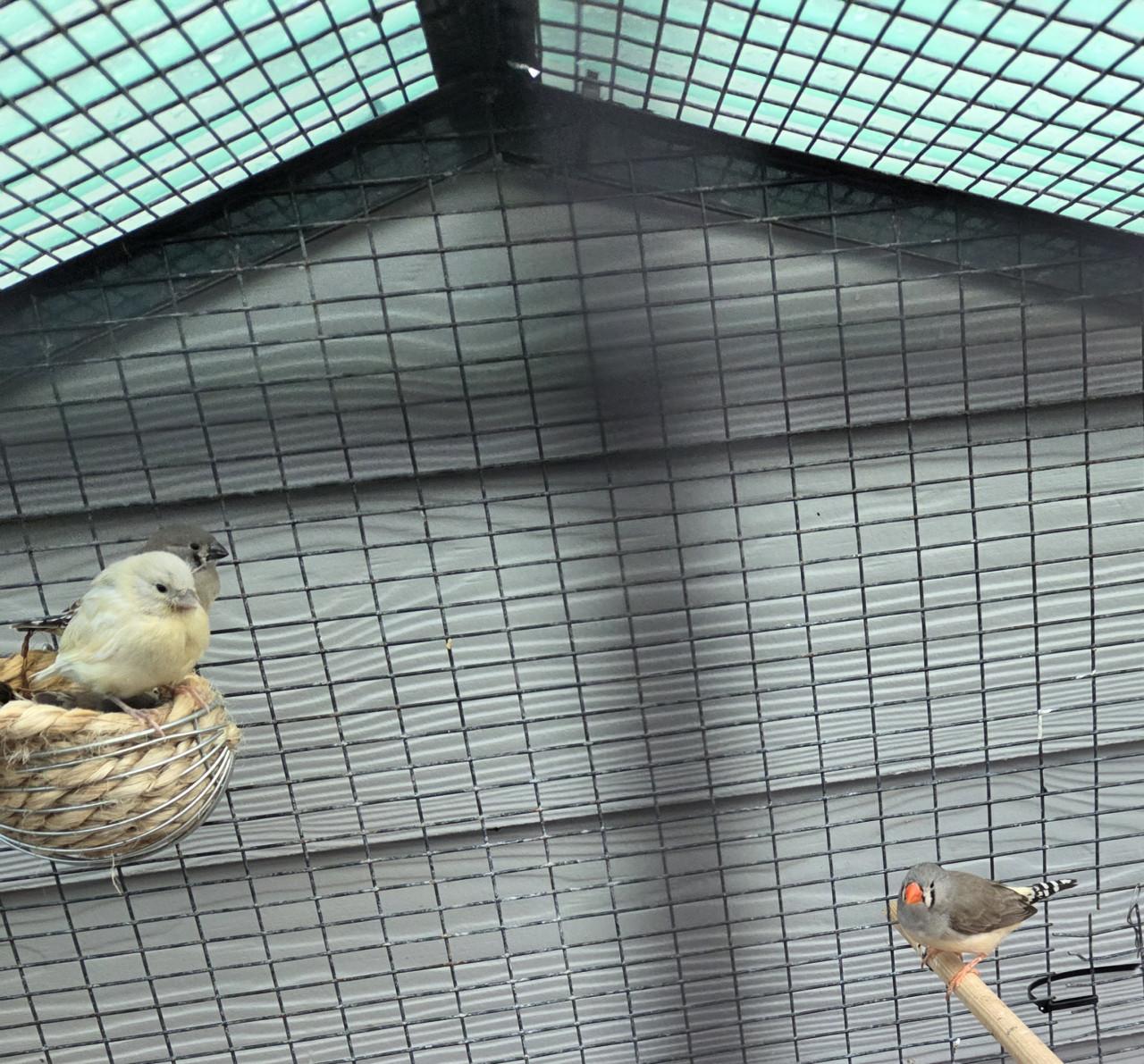 Vogels zebravinken
