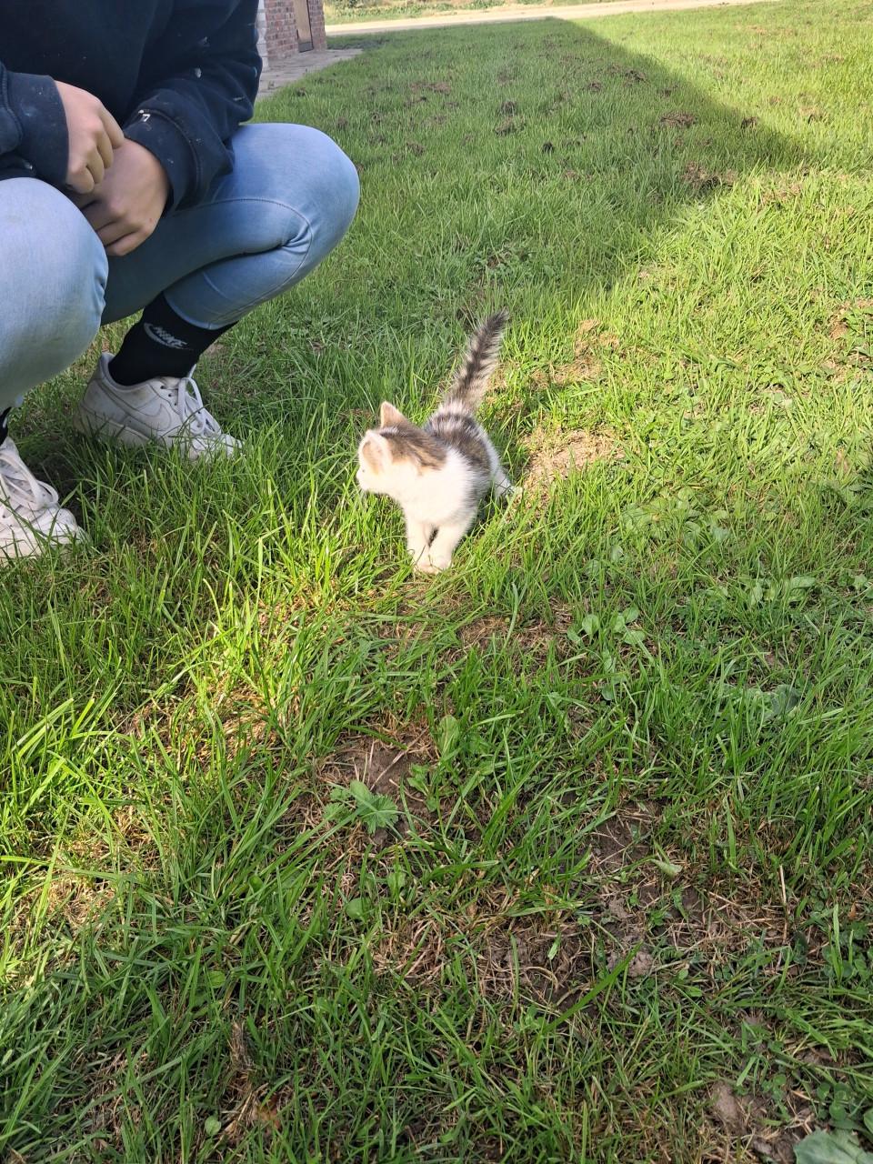 Kittens