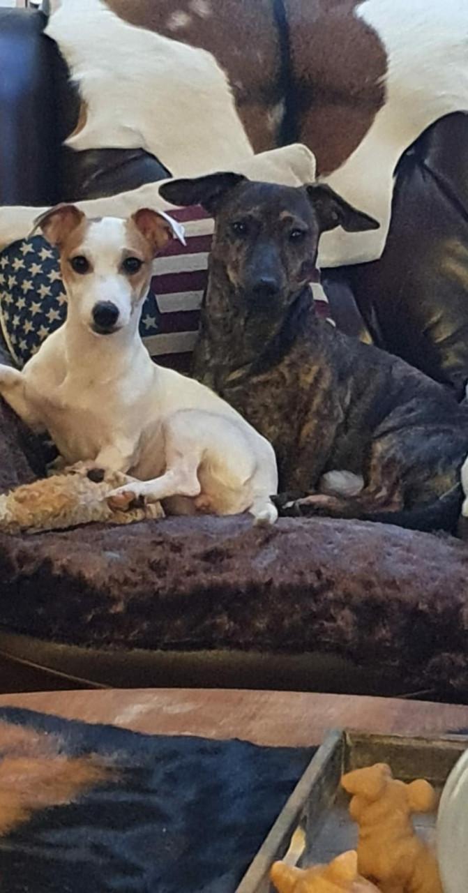 Prachtige Jack Russell puppies