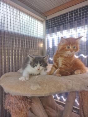 Te koop mooie Maine Coons katertjes