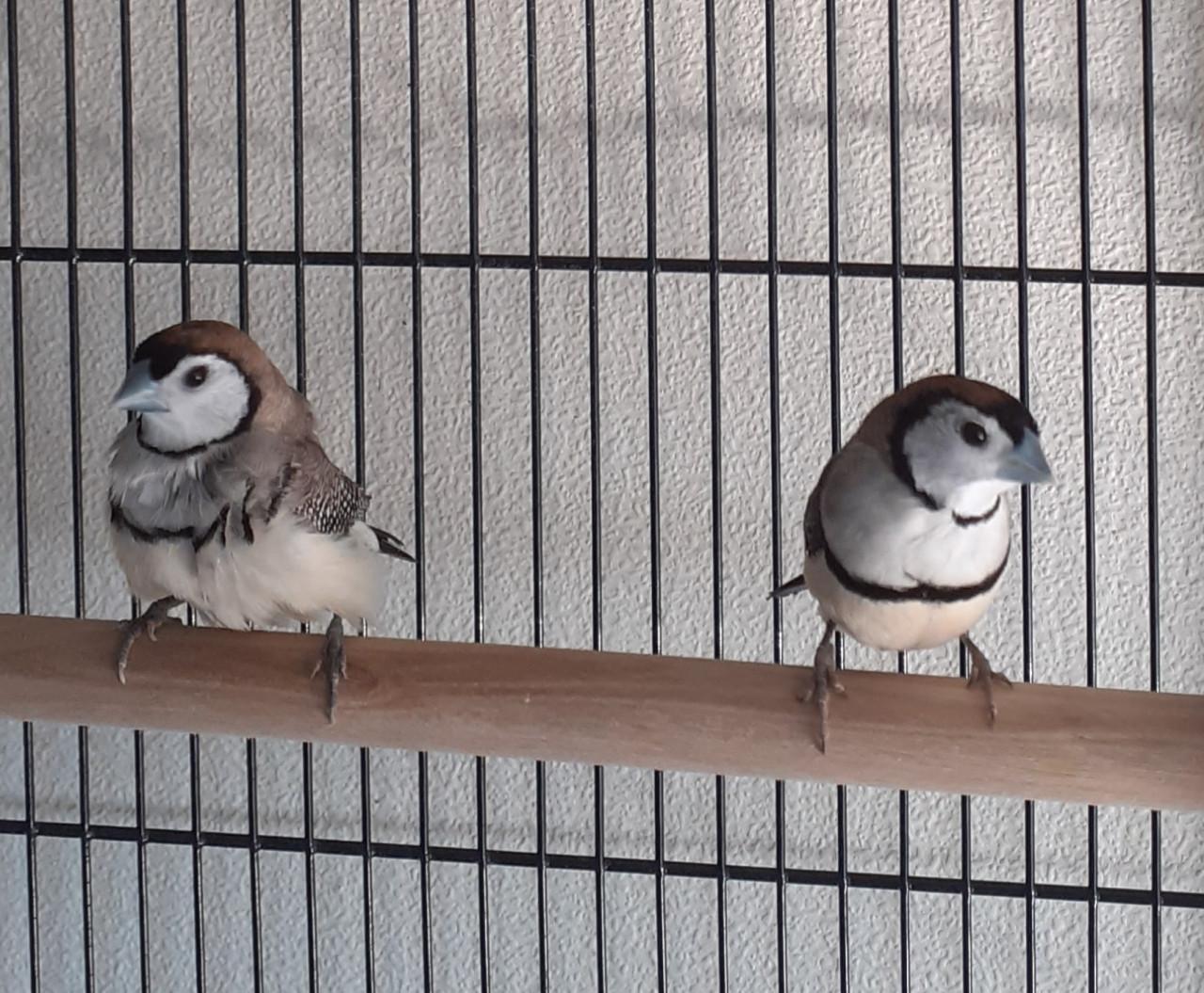 Bichenow met uitstaande veren