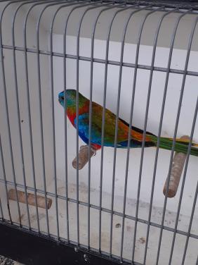 Turquoisineparkieten