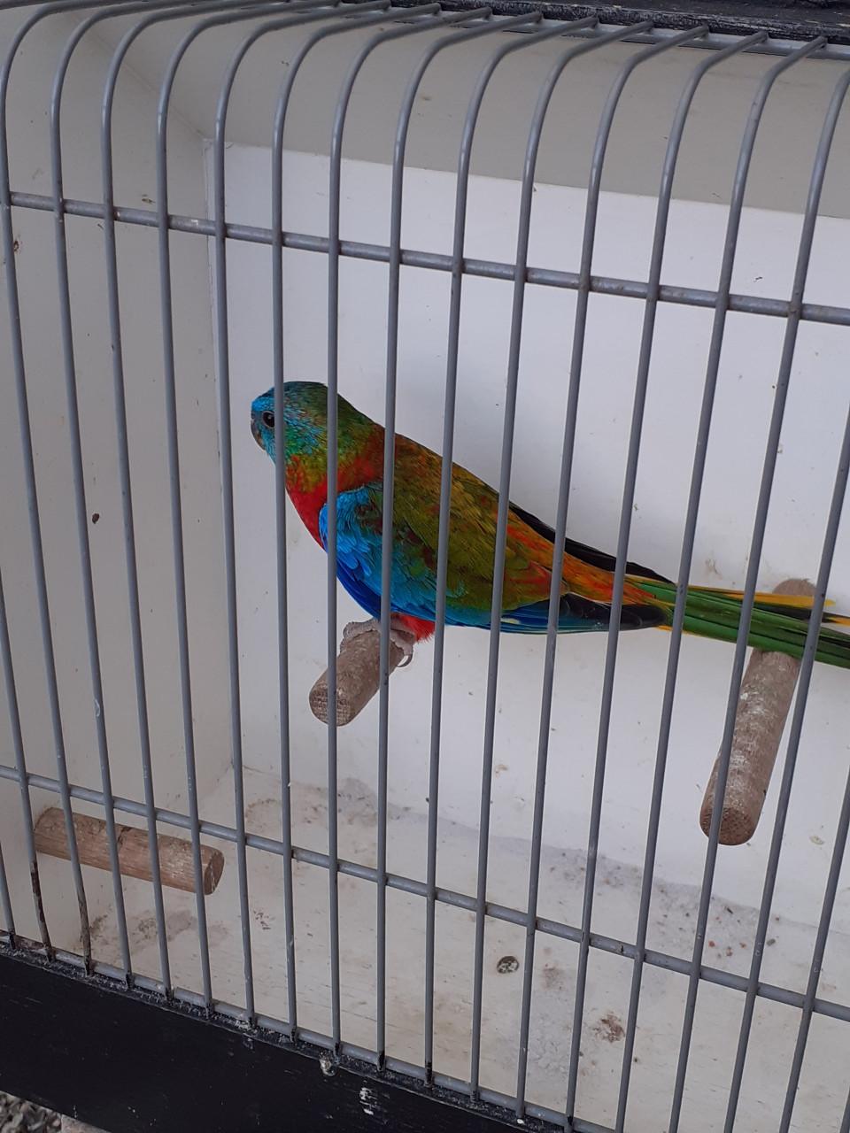 Turquoisineparkieten