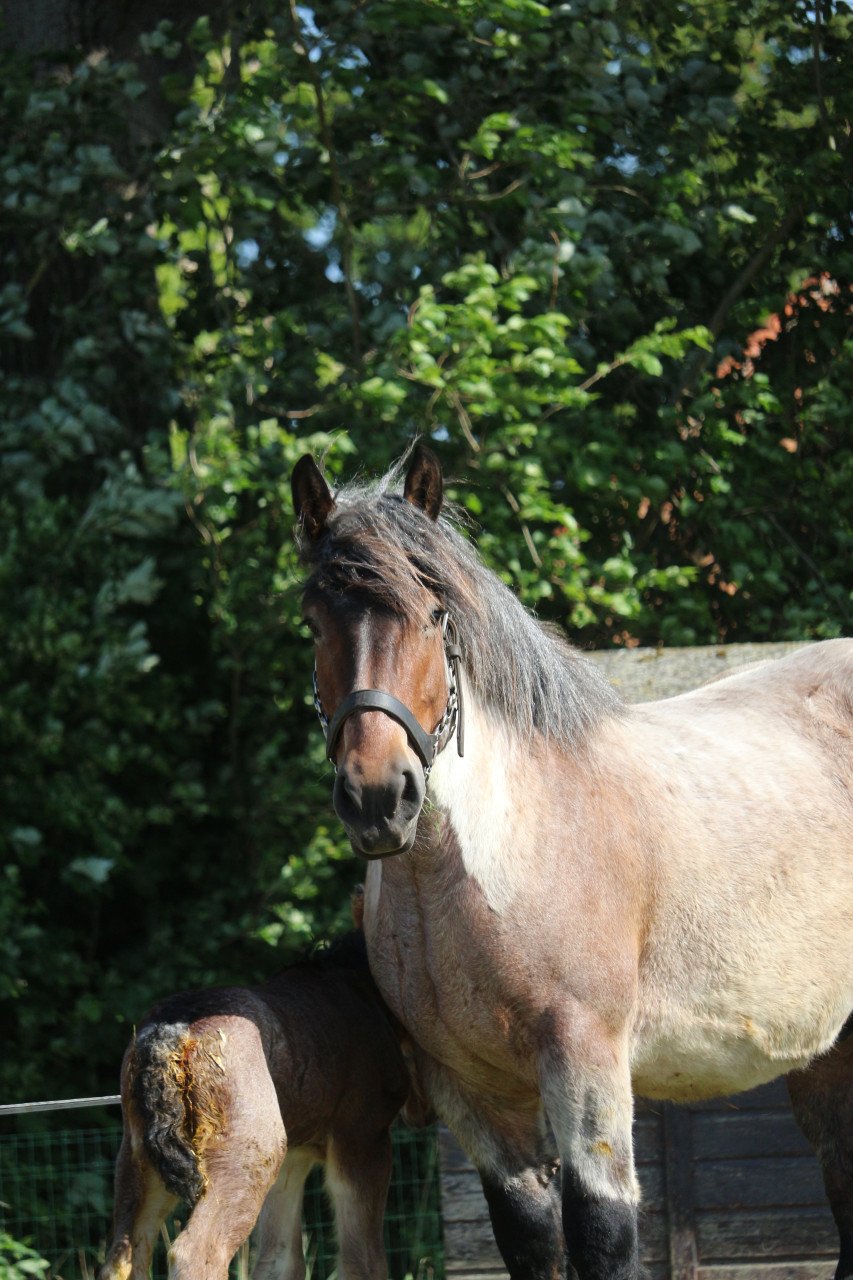 Trekpaard merrie