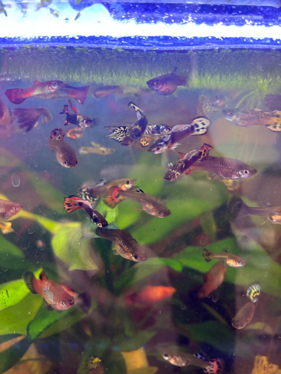 Parelgoerami en guppen