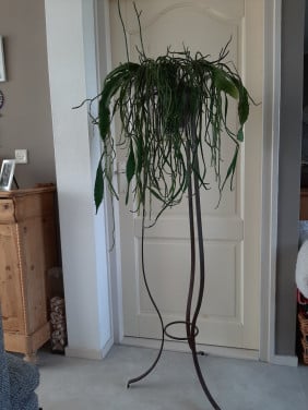 CACTUS OP STANDAARD