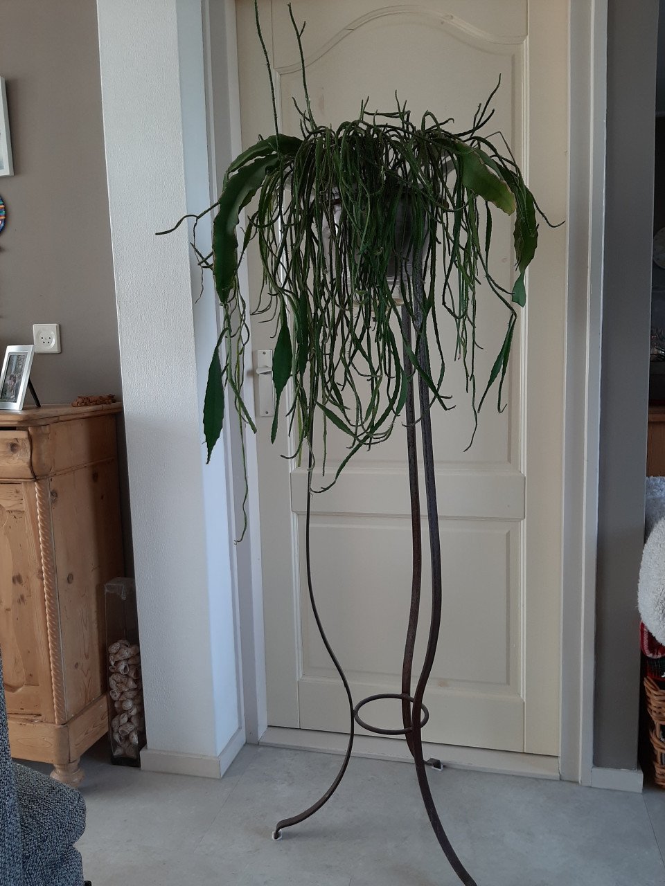 CACTUS OP STANDAARD