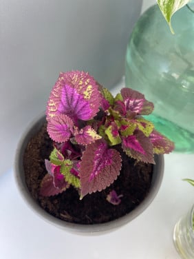 Kamerplanten