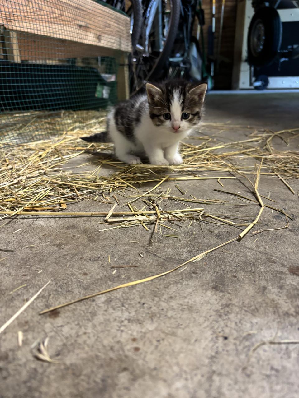 4 boerderij kittens