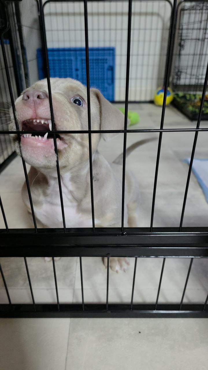 Micro extreem bully pup met stamboom mag verhuizen