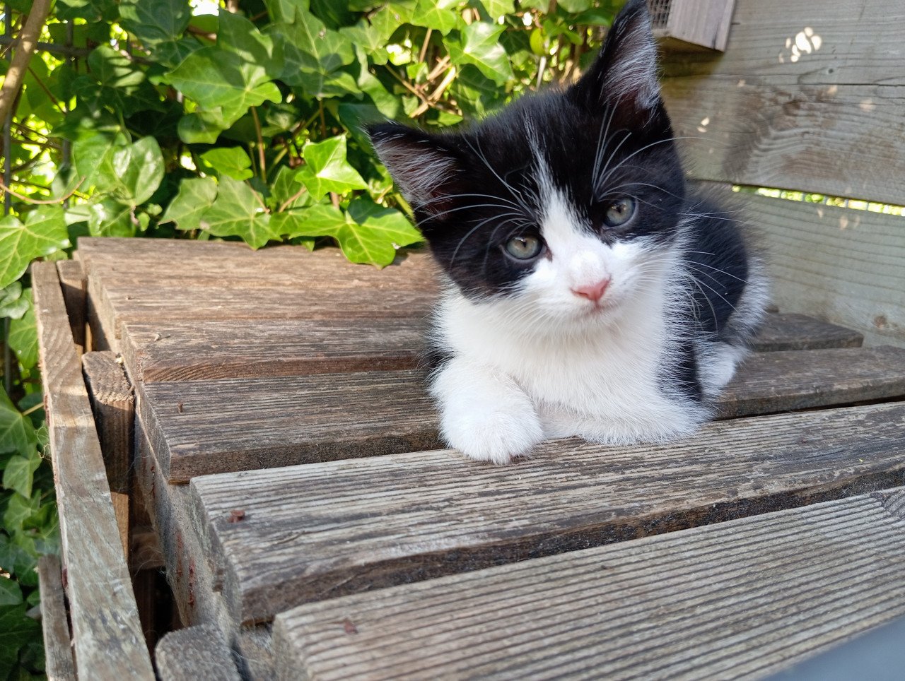 Kitten mannetje