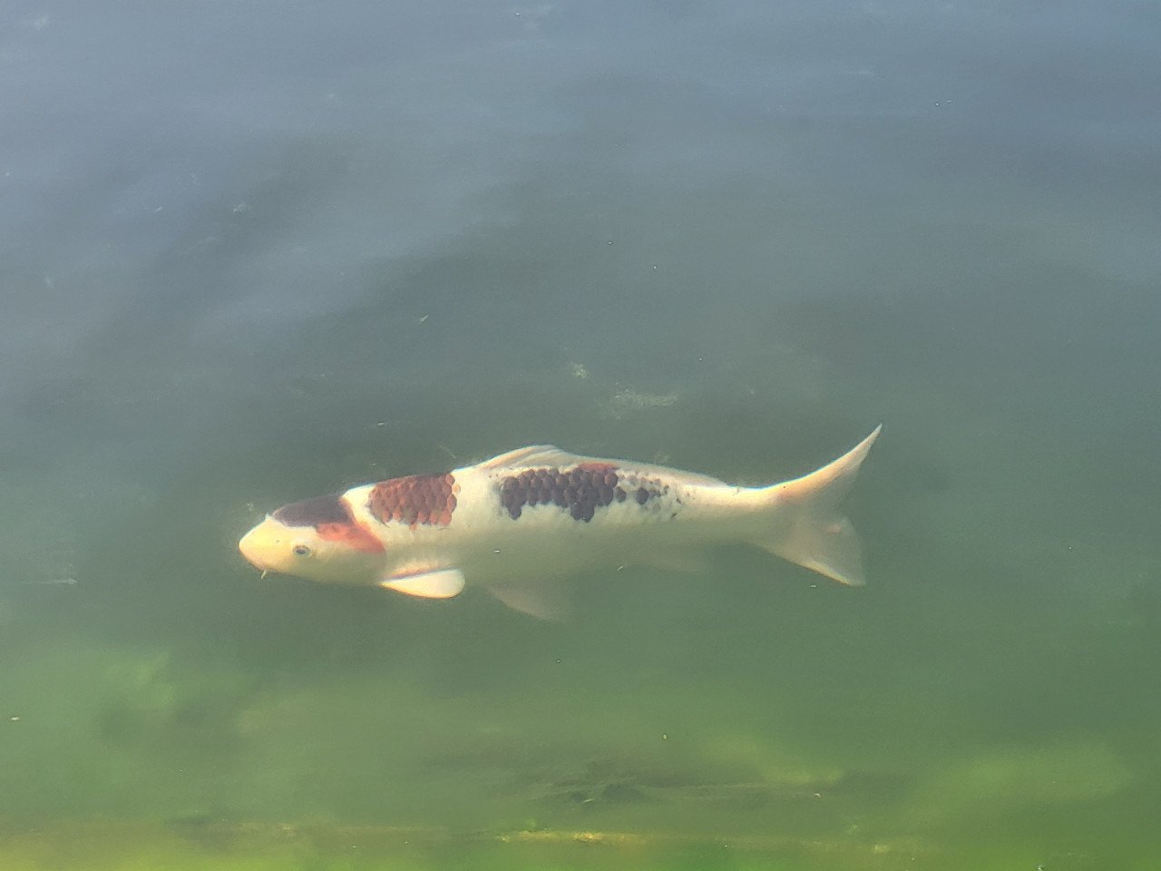 Koi's verkoop