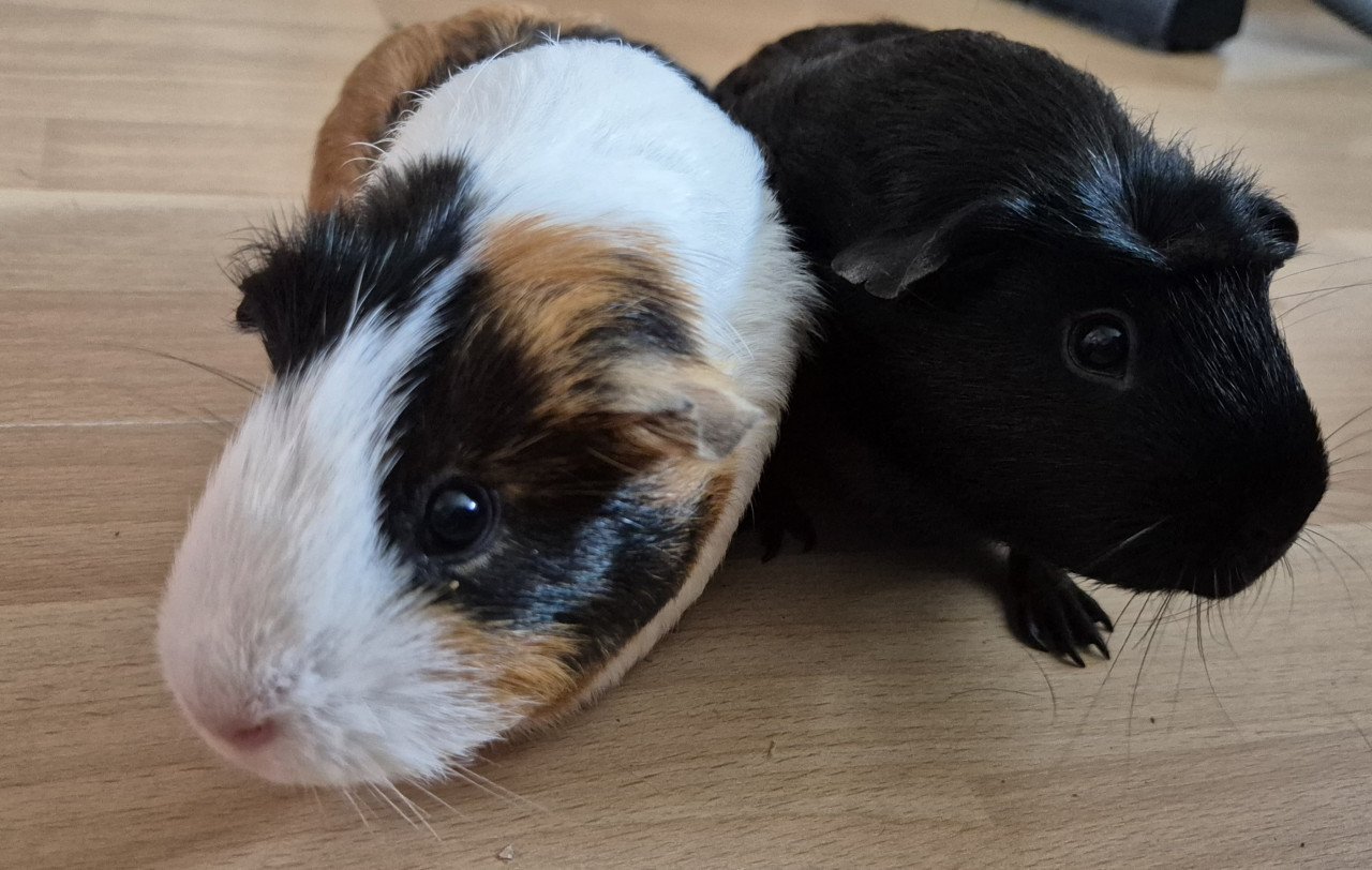 2 cavia's vrouwtjes + kooi