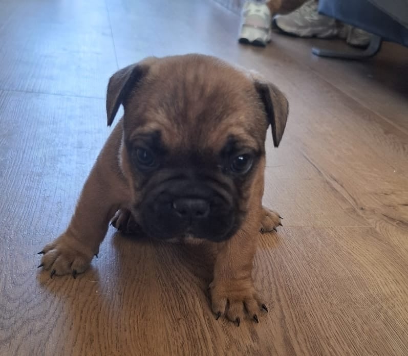 Te koop