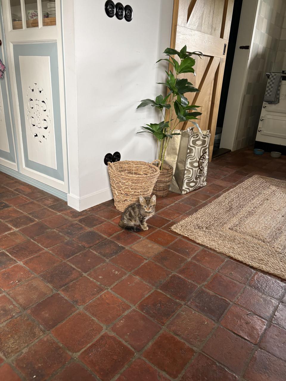 Schattig kitten