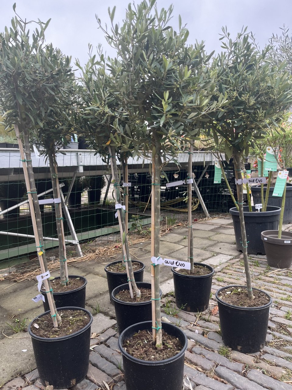 OLIJFBOMEN, YUCCA’S 30 % KORTING (op alles)