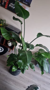 Nicolai Strelitzia (paradijsvogelplant) incl pot!