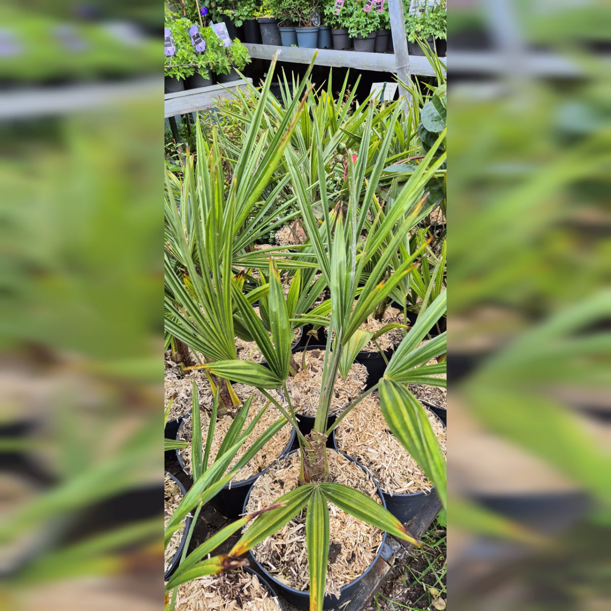 Trachycarpus fortunei