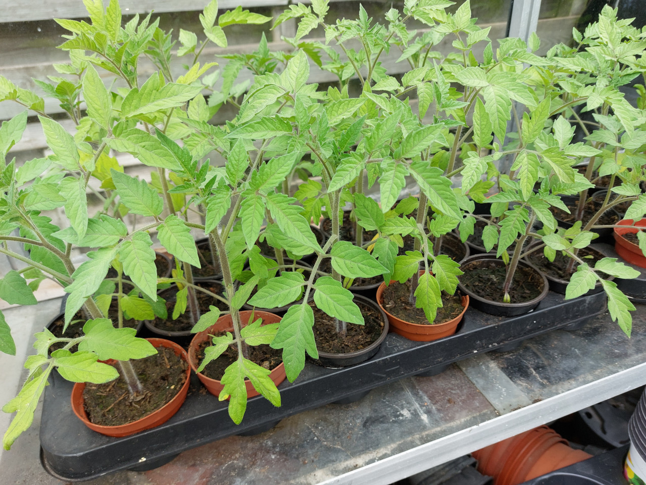 Tomatenplanten