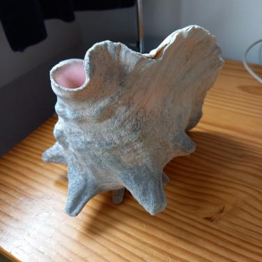 Mooie grote schelp