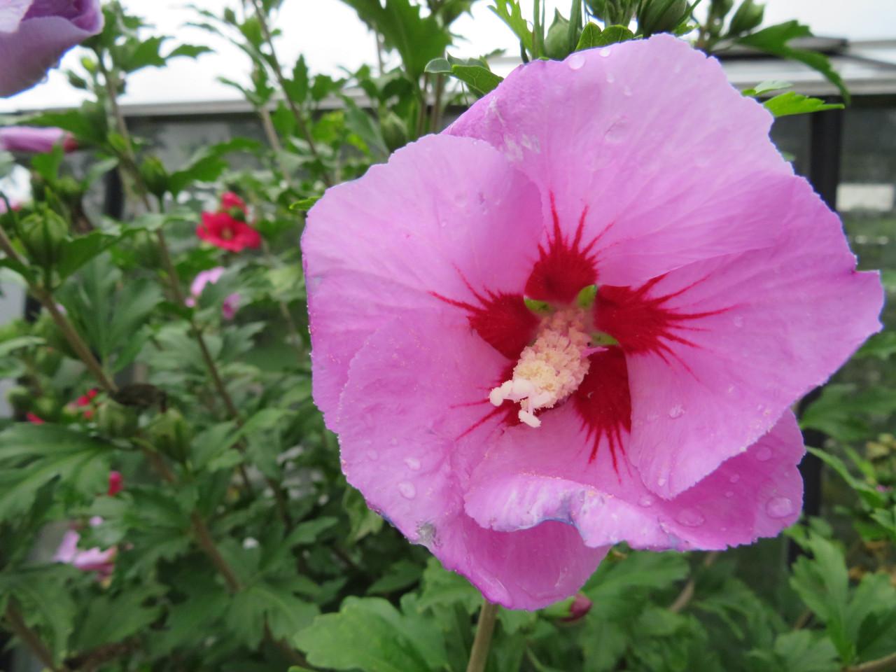 Hibiscus op stam