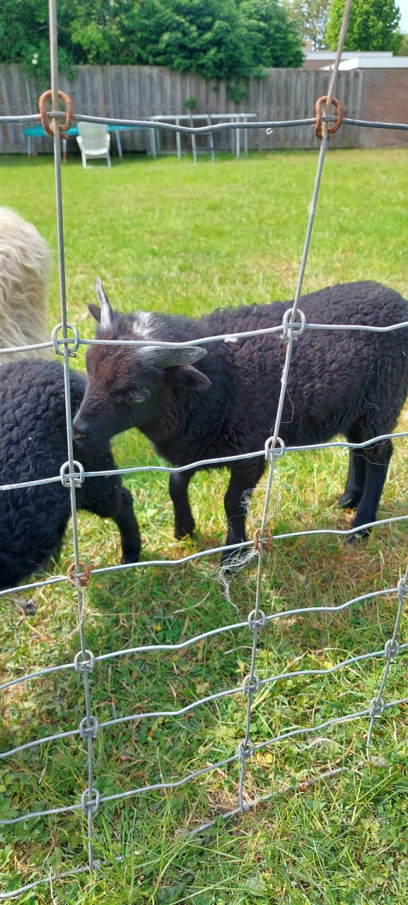 Ouessant schapen, ooien en rammen