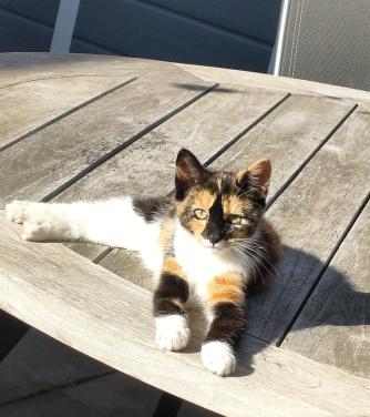 Liefdevol thuis gezocht voor kitten van ruim vier maanden