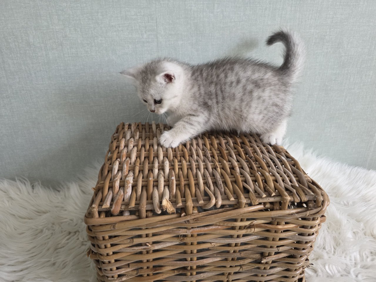 Brits korthaar kittens silver tabby (Whiskas)