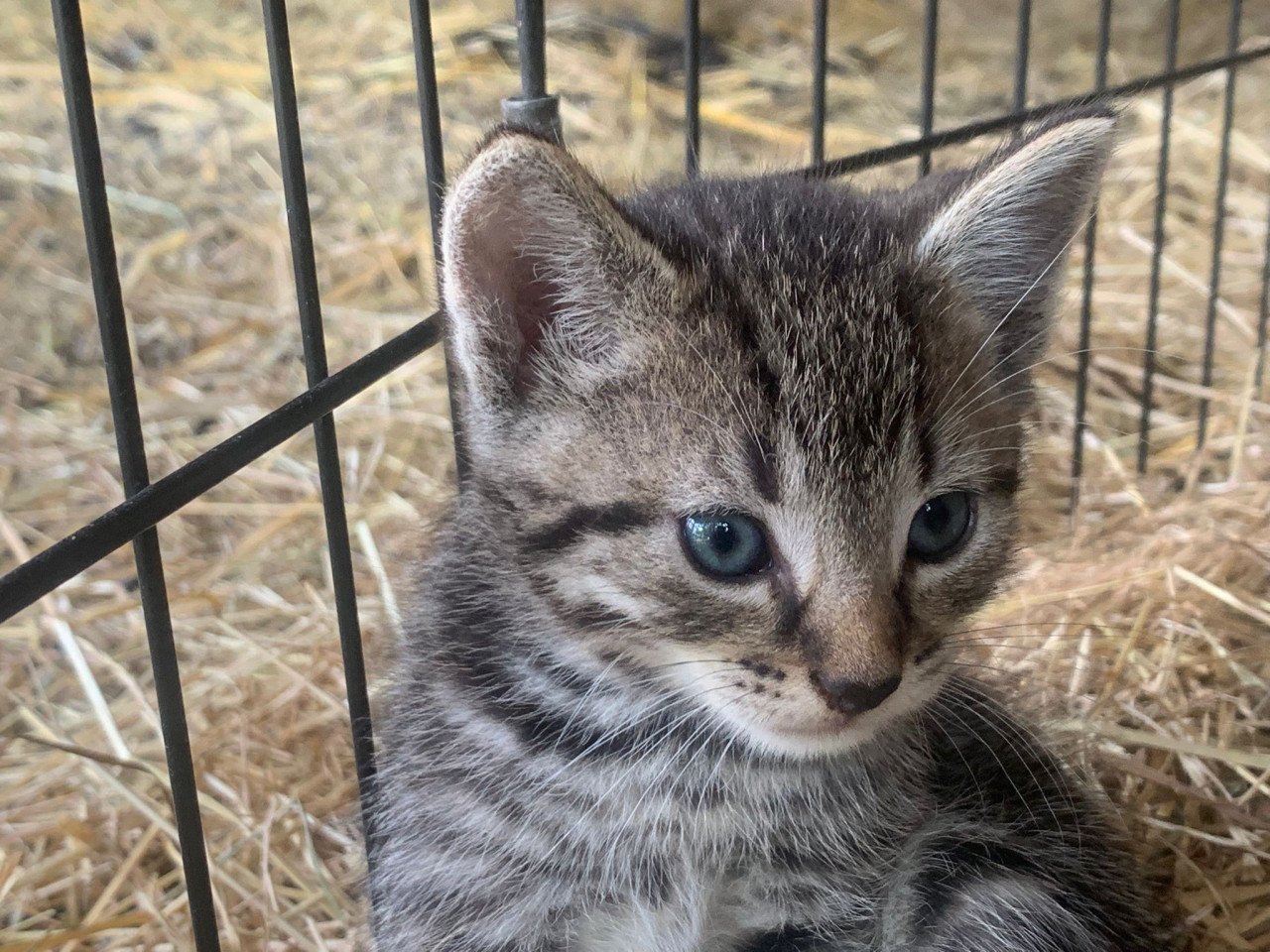 Kittens katten poes