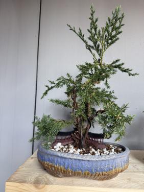 Bonsai Juniperus chinensis half cascade