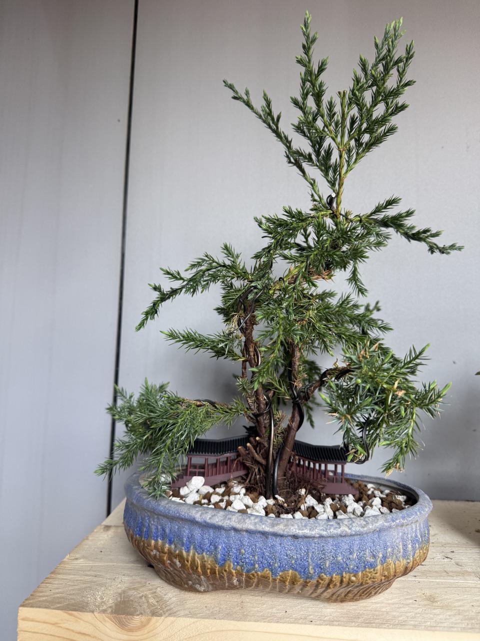 Bonsai Juniperus chinensis half cascade