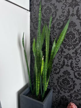 Planten