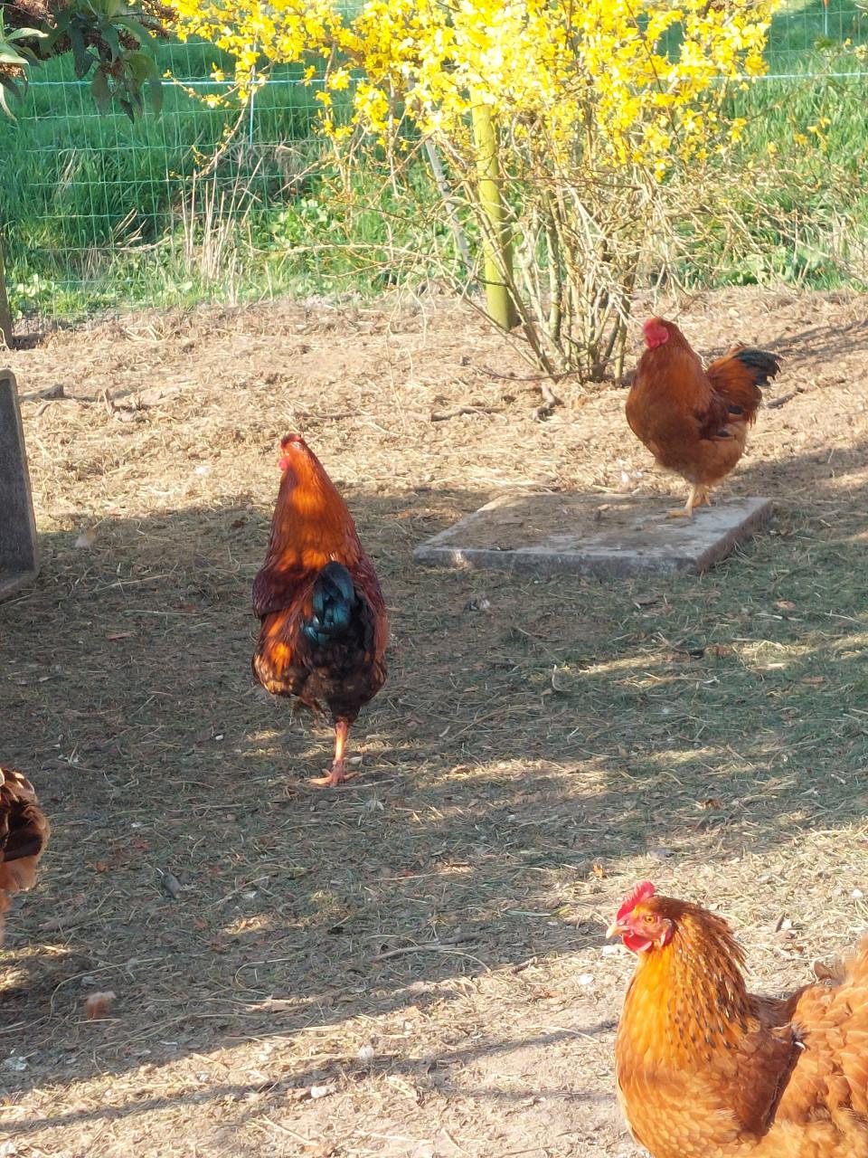 Mooie haan/ niet voor in de pan