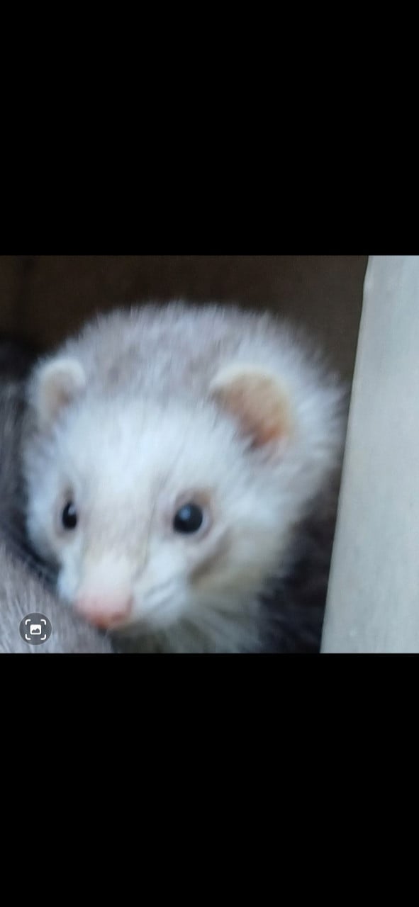 Twee wildkleurige fretjes zoeken een goed huisje