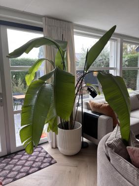 Grote Strelitzia