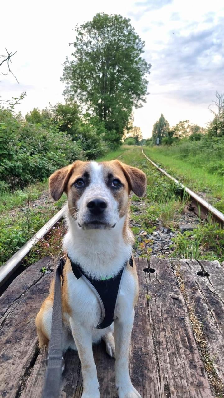 Hond zoekt baasje