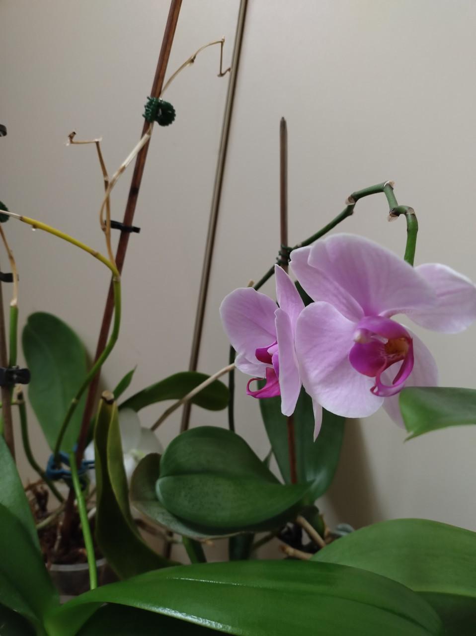 Orchideeën, 6 stuks waarvan 3 met bloemen