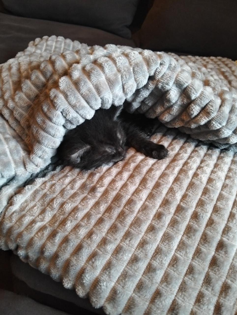 Kitten
