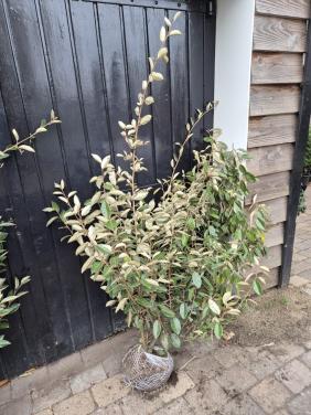 Super bossige olijfwilg struiken tot 1 meter breed OP=OP