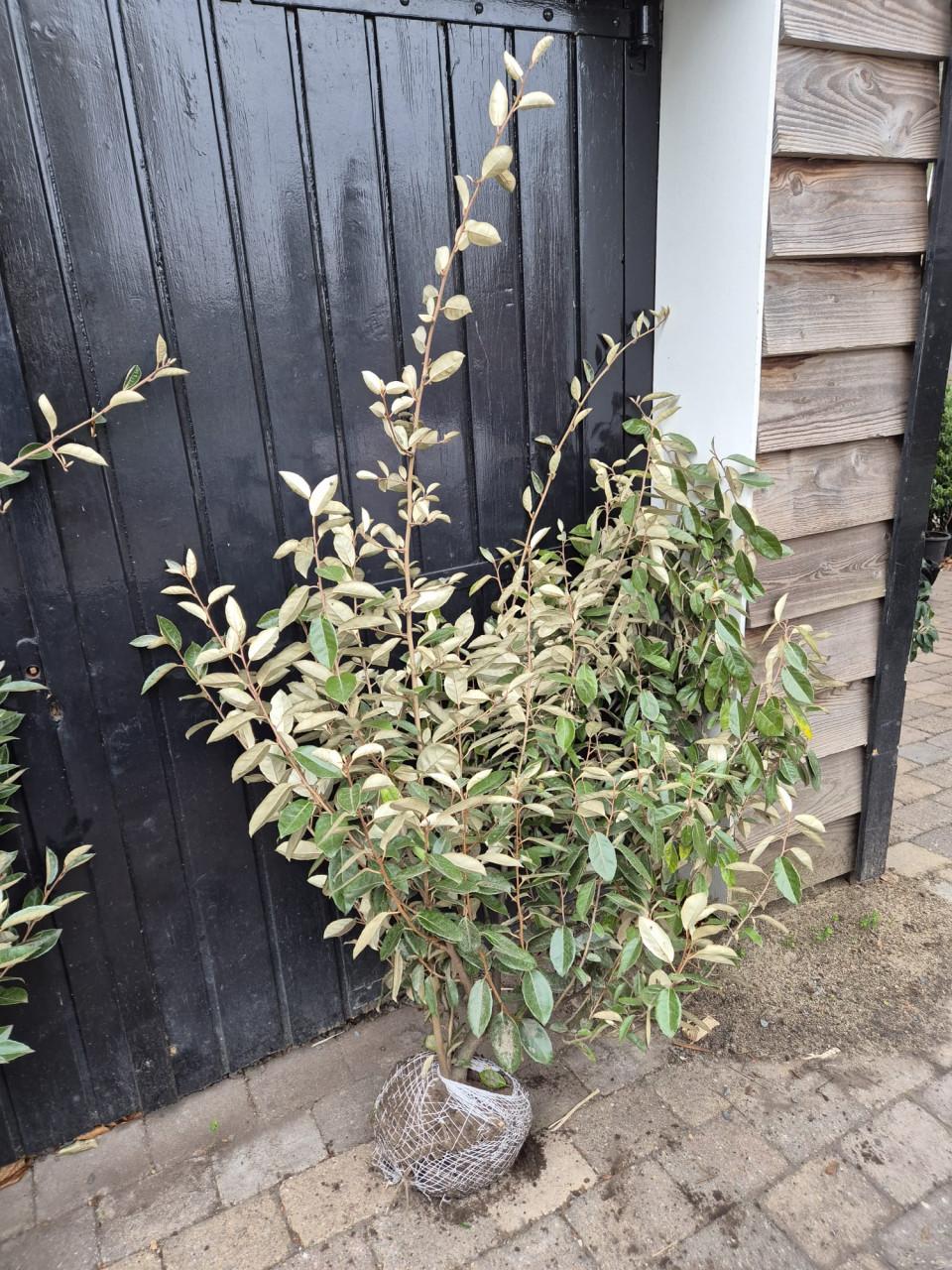 Super bossige olijfwilg struiken tot 1 meter breed OP=OP