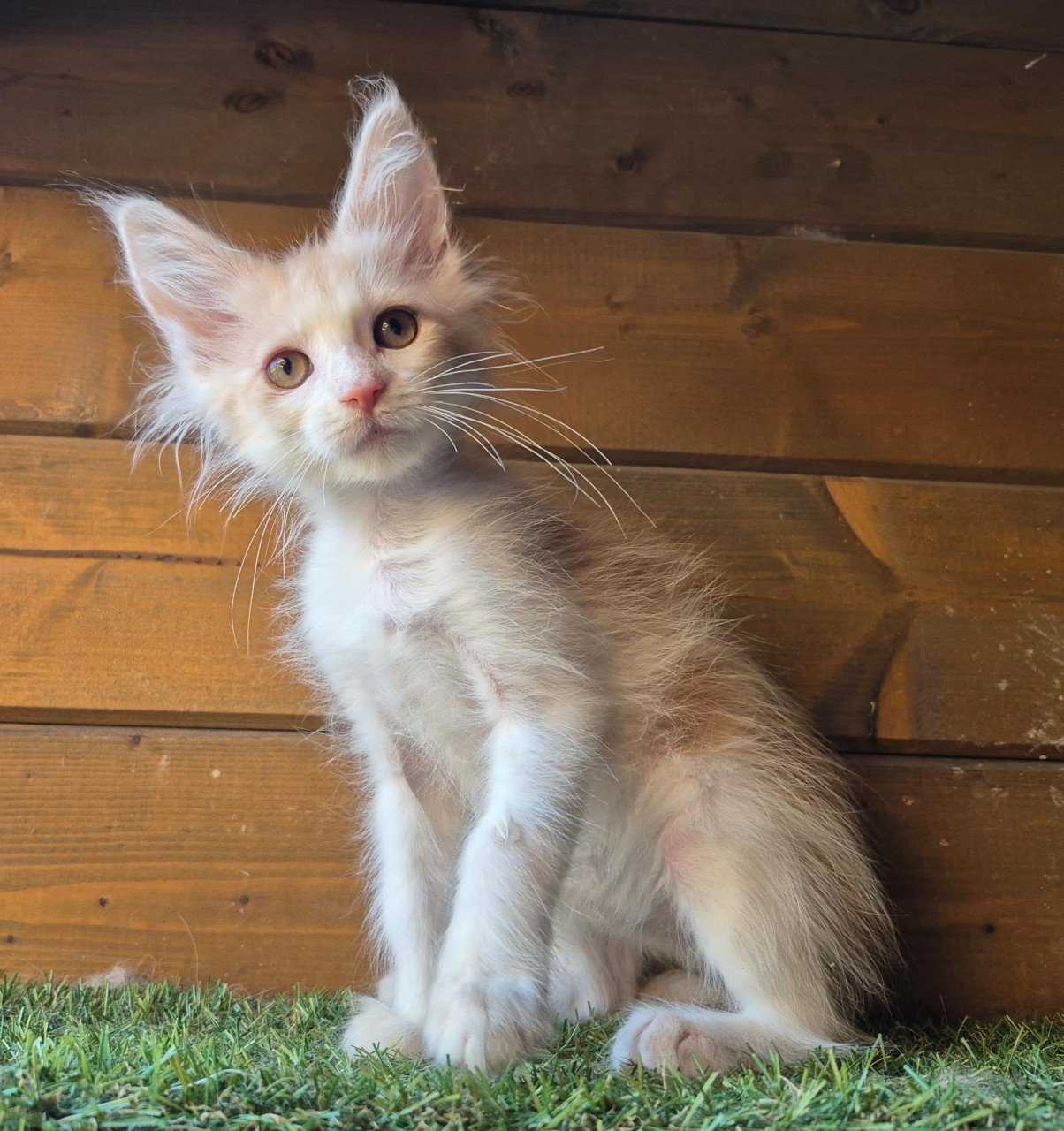 Maine coon kittens