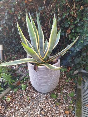 Agave Americana 2 stuks