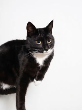 Aanhankelijke kater Draco zoekt rustig huisje zonder andere katten