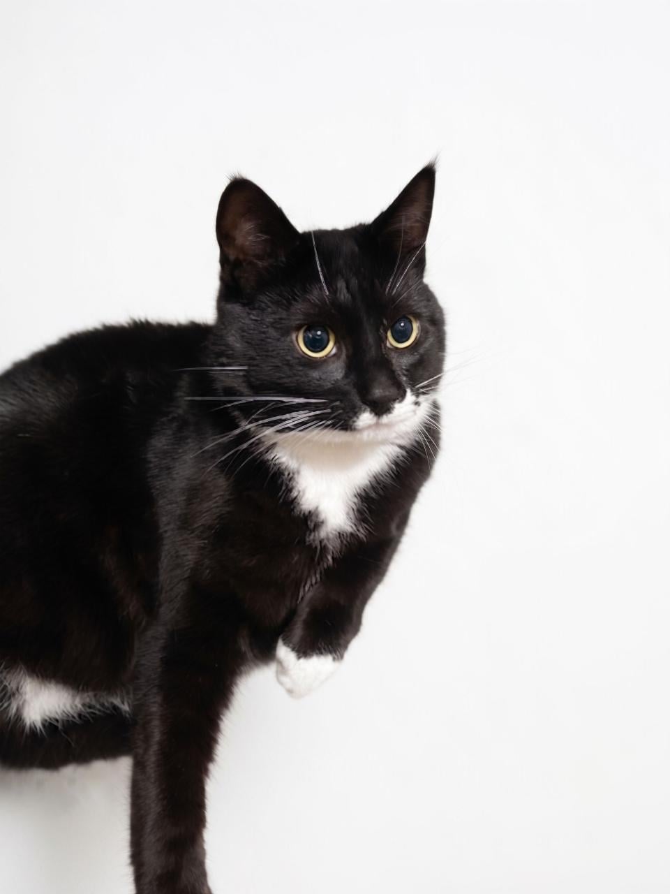 Aanhankelijke kater Draco zoekt rustig huisje zonder andere katten