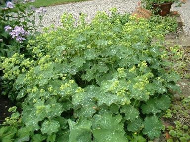 Vrouwenmantel, vaste planten