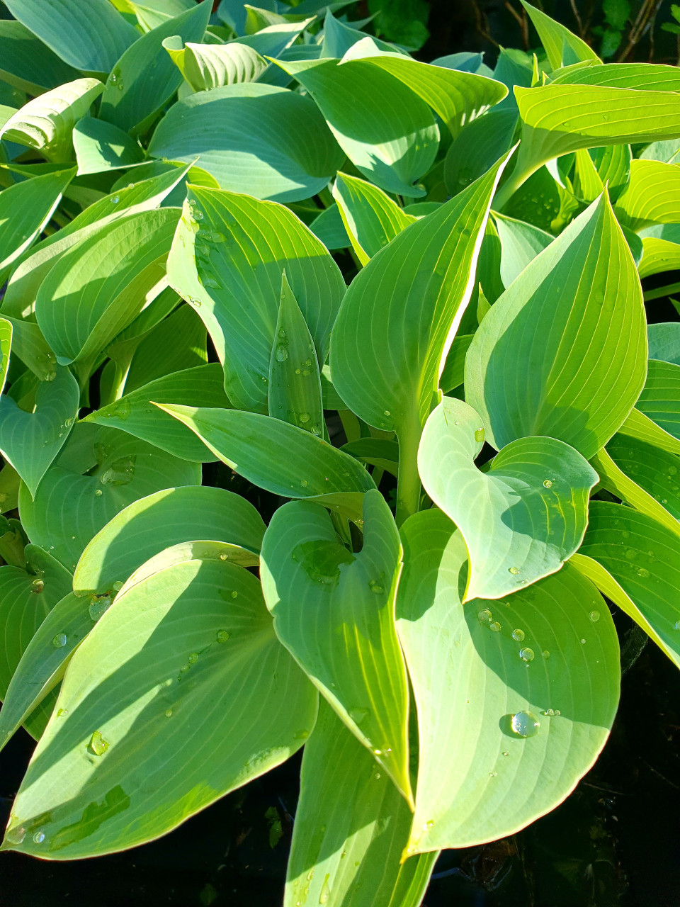 Lelietje-van-Dalen en Hosta's