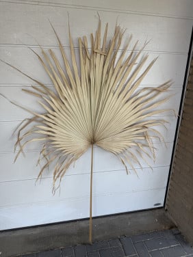 Gigantisch gedroogd Palmblad